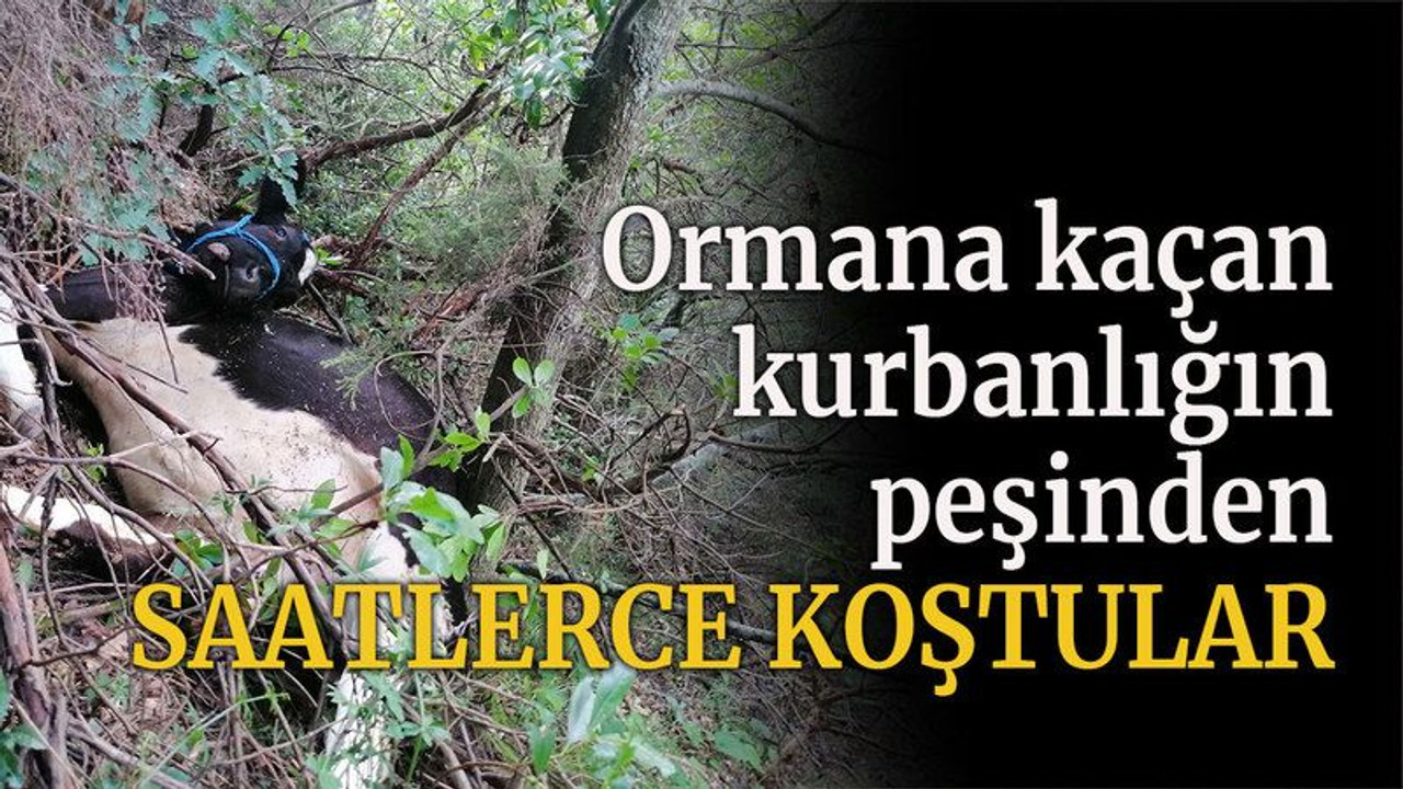 Ormana kaçan kurbanlığın peşinden saatlerce koştular